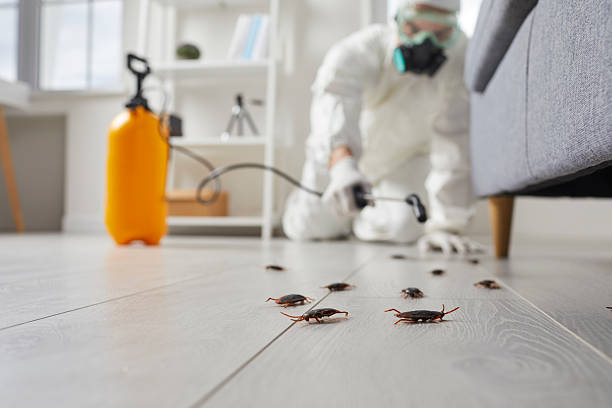 Post-Treatment Bed Bug Interceptor Monitoring in Edgemere